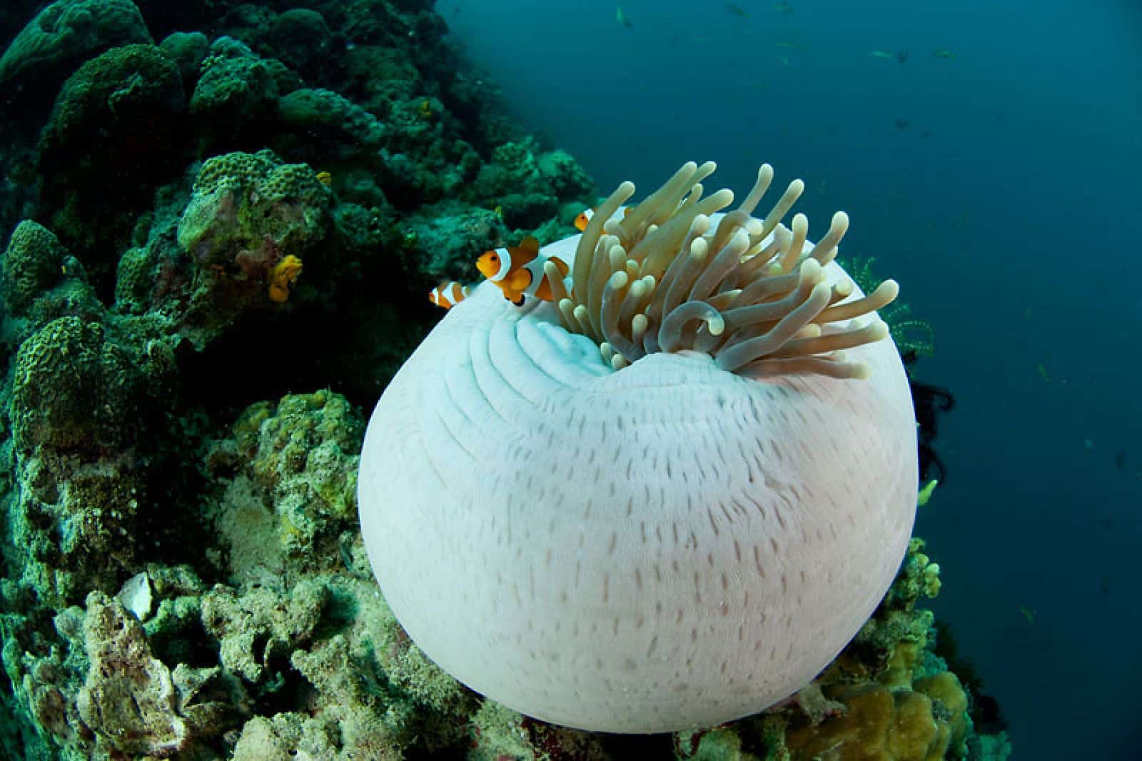 Falscher Clownfisch in einer Kugelanemone im Korallendreieck, © by Jürgen Freund/WWF-Canon Falscher Clownfisch in einer Kugelanemone im Korallendreieck, © by Jürgen Freund/WWF-Canon