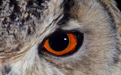 WWF: Harry Potters Freundin wird Opfer der Schwarzen Magie