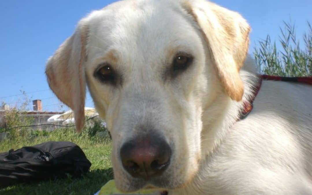 Parndorfer legt erneut Gift gegen Tiere aus