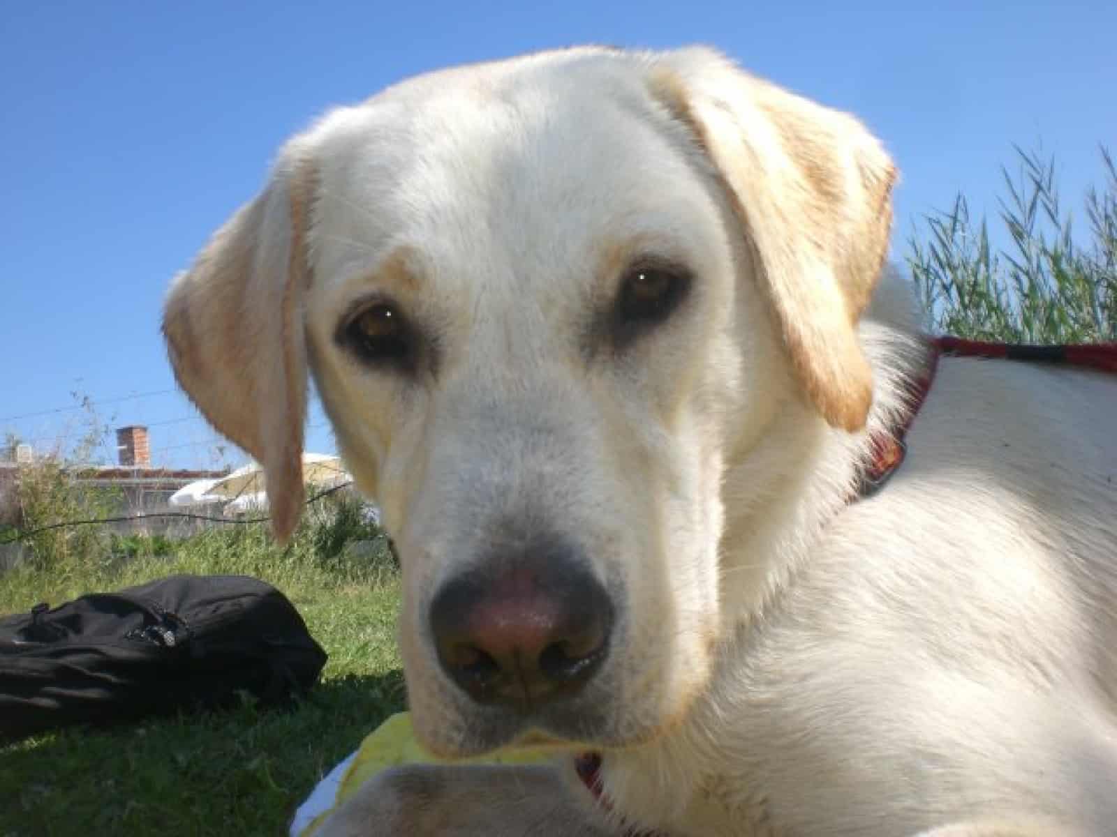 Labradorhündin Aika