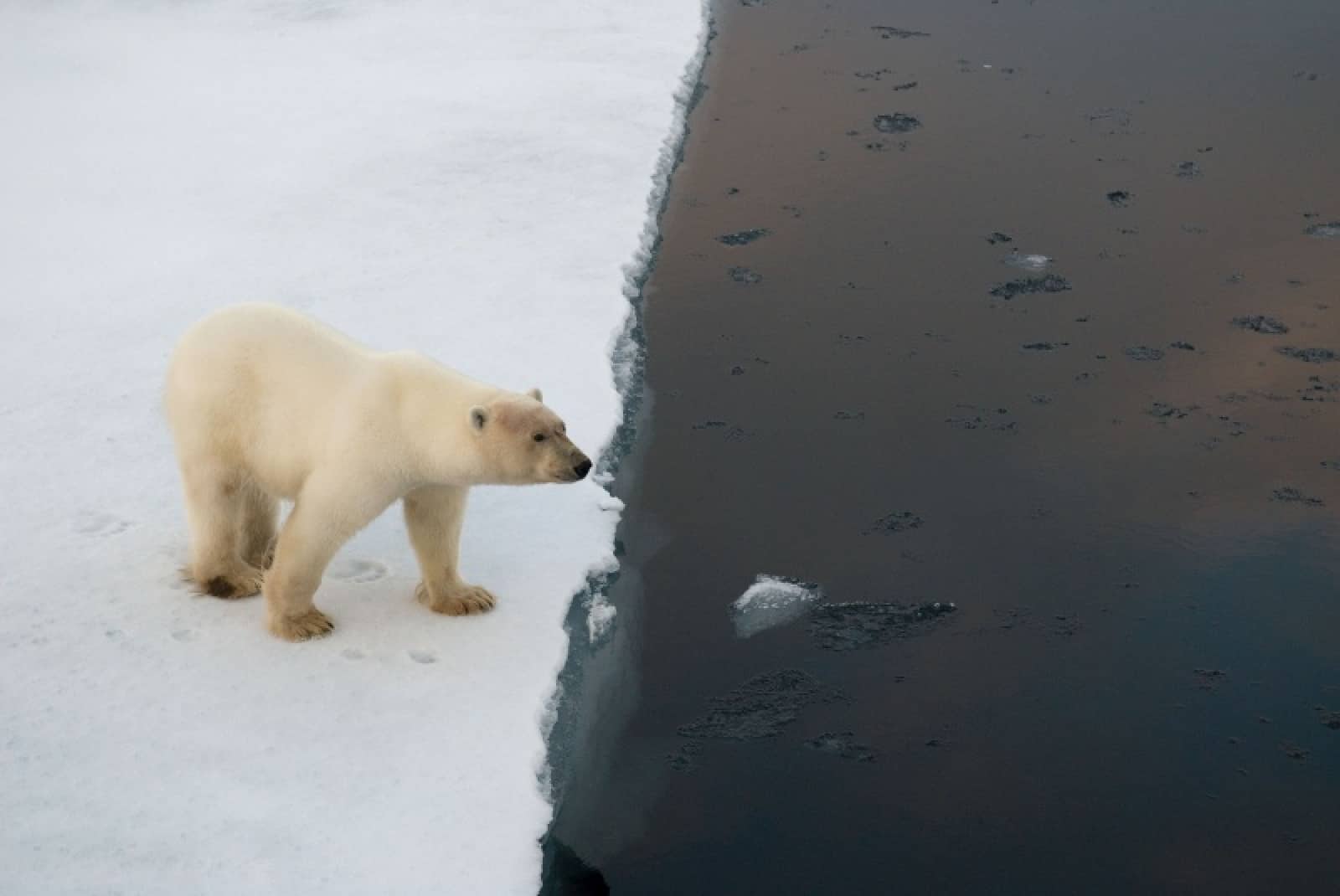Eisbär, © by Steve Morello/WWF-Canon
