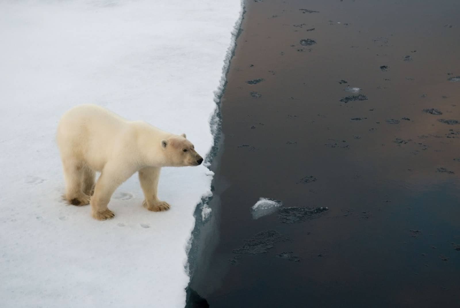 Eisbär, © by Steve Morello/WWF-Canon Eisbär, © by Steve Morello/WWF-Canon
