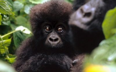 Tierisch tolle Mütter