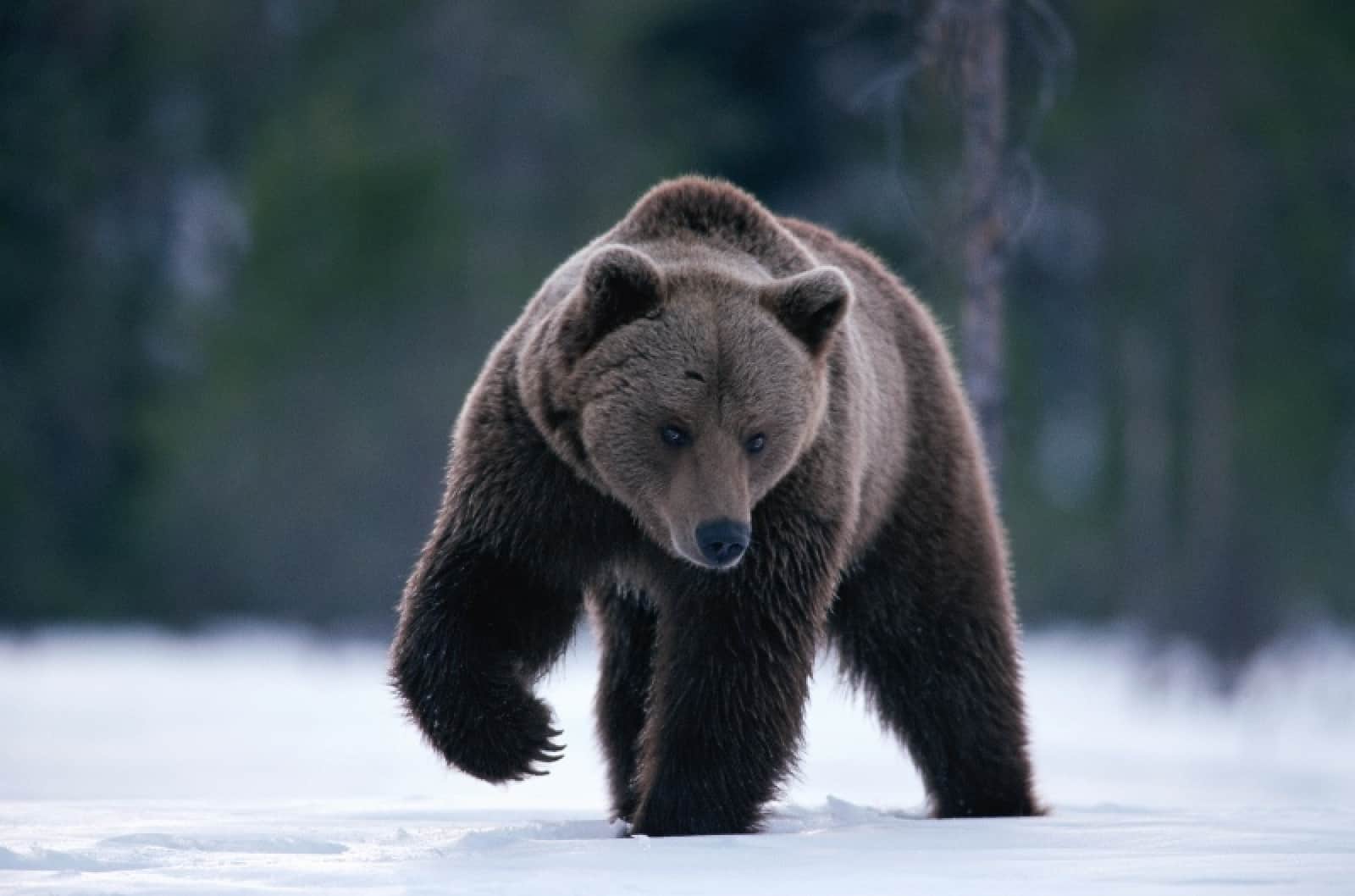 Braunbär im Schnee , © by © Staffan Widstrand/WWF