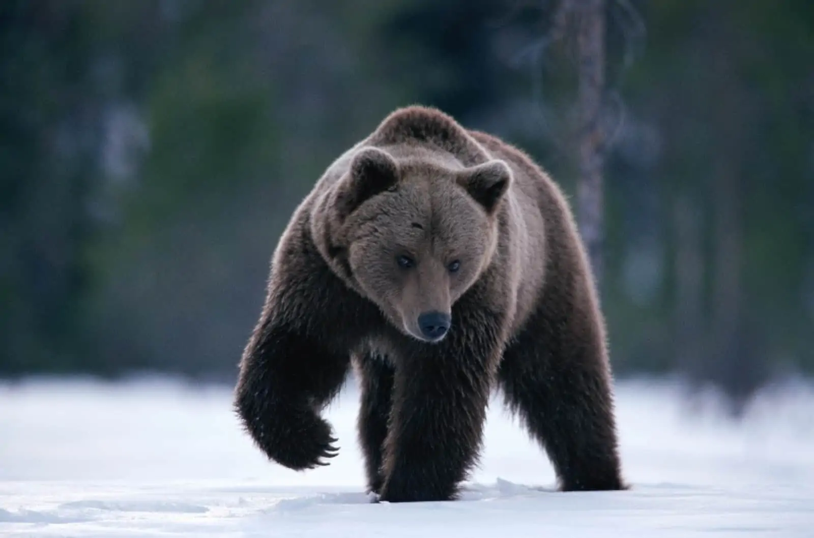 Braunbär im Schnee , © by © Staffan Widstrand/WWF Braunbär im Schnee , © by © Staffan Widstrand/WWF
