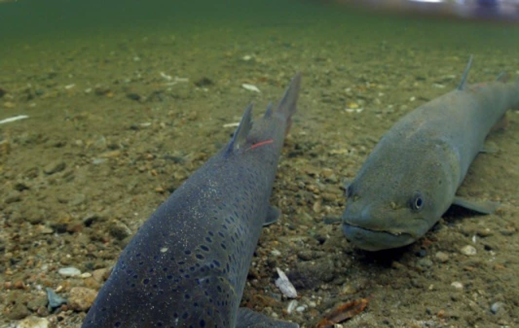 WWF: Kraftwerk Puntigam ist Nagl-Probe für Graz