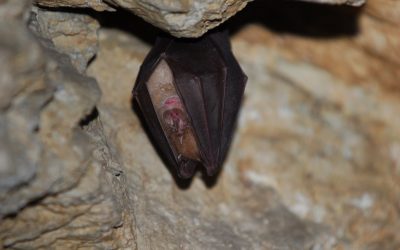 Fledermäuse – lautlose Jäger der Nacht