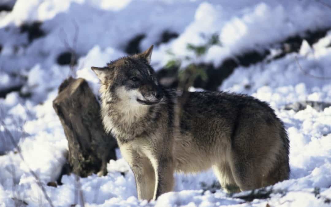 WWF Wildniswochenende für Jugendliche in Tirol