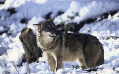 WWF Wildniswochenende für Jugendliche in Tirol
