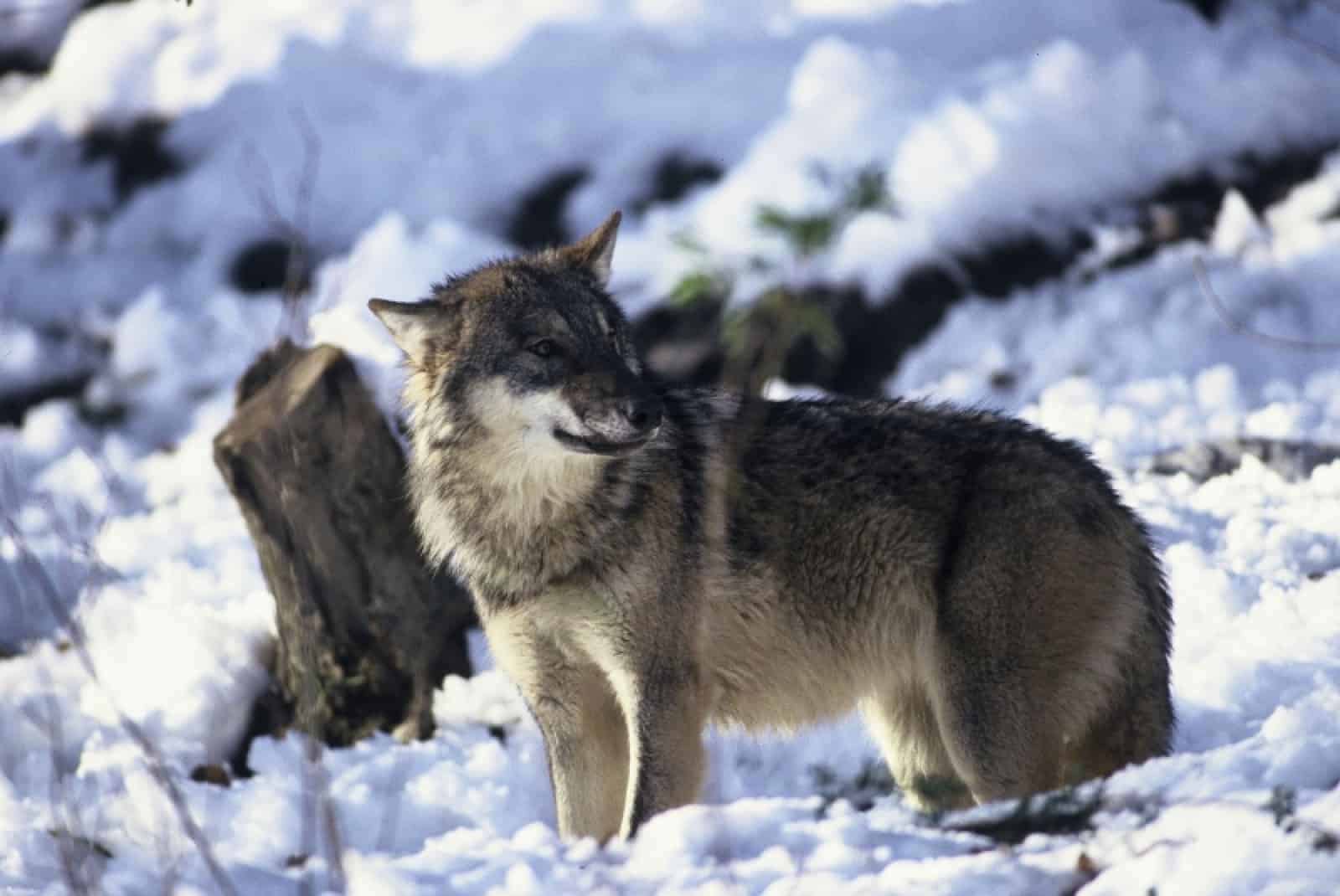 Wolf im Schnee , © by © Anton Vorauer/WWF-Canon