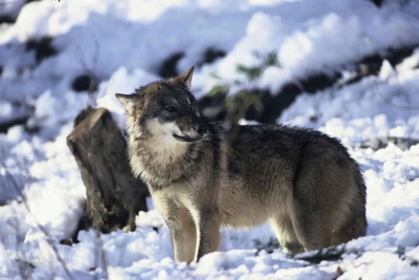 Wolf im Schnee , © by © Anton Vorauer/WWF-Canon Wolf im Schnee , © by © Anton Vorauer/WWF-Canon