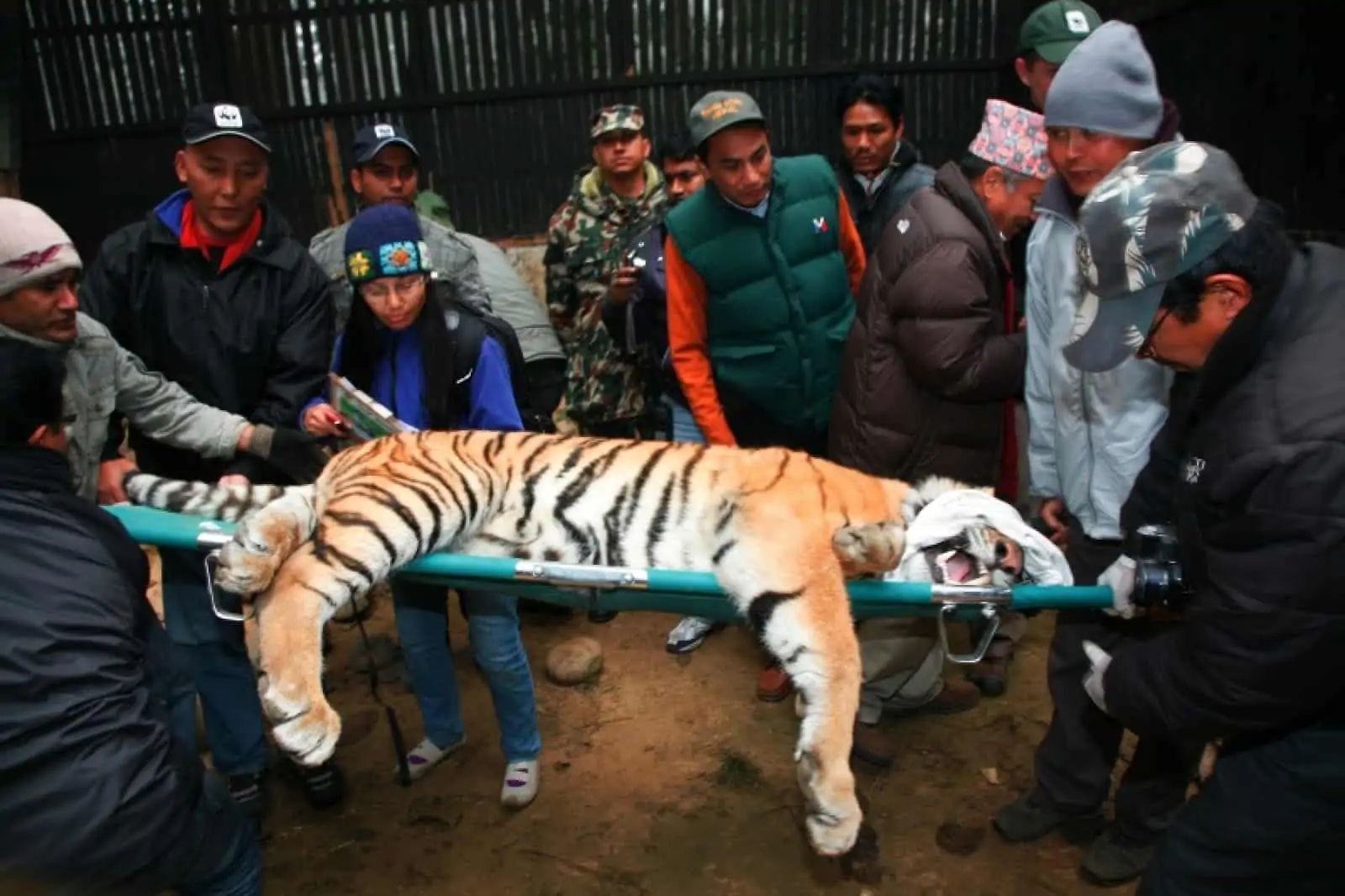 Tiger auf Transportbahre, © by © WWF Nepal/Min Bajracharya Tiger auf Transportbahre, © by © WWF Nepal/Min Bajracharya