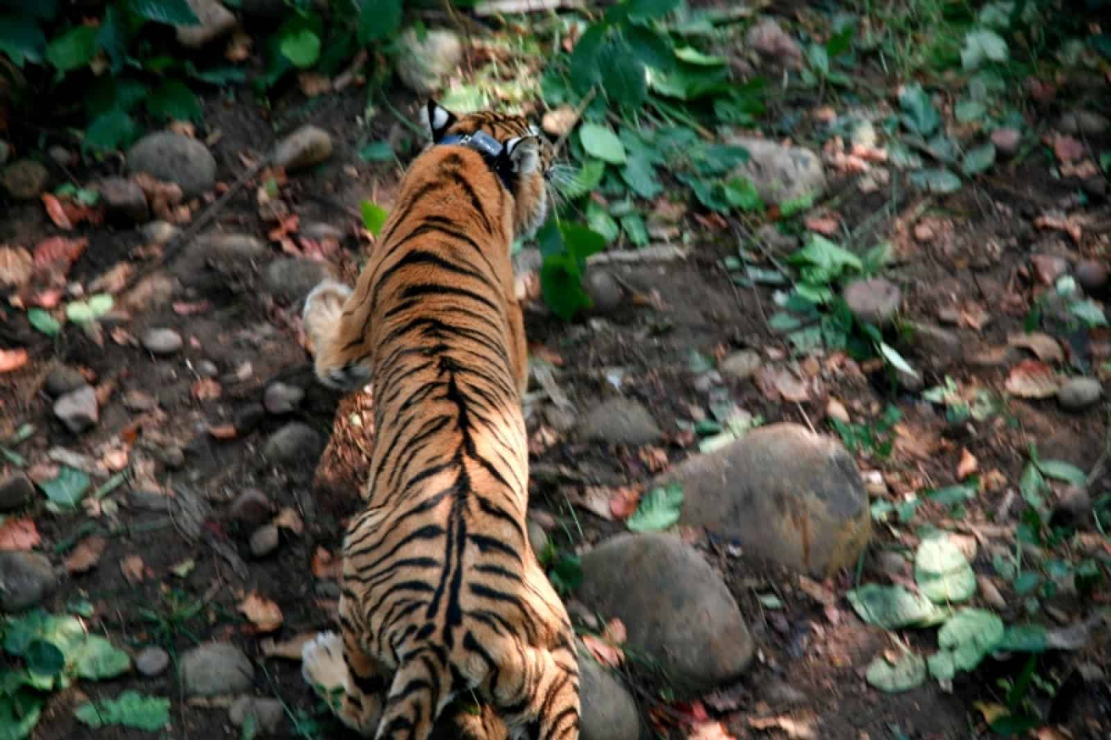 Ausgewildeter Tiger, © by WWF Nepal/Min Bajracharya