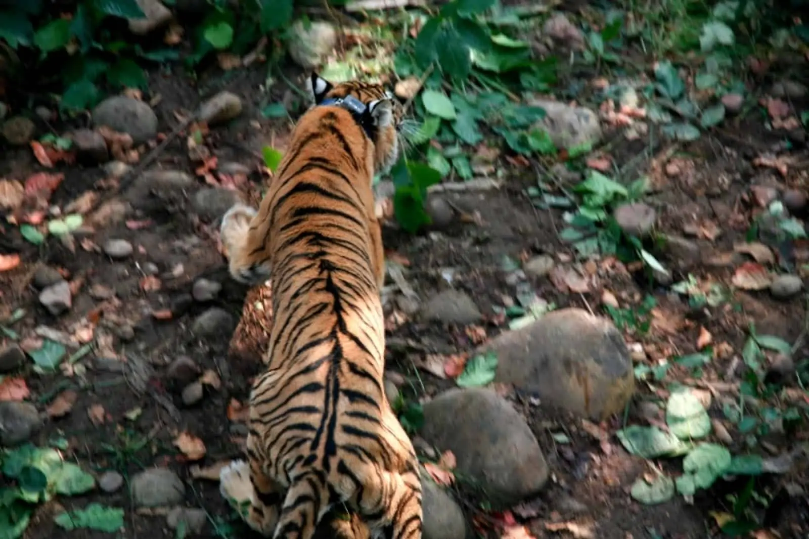Ausgewildeter Tiger , © by WWF Nepal/Min Bajracharya Ausgewildeter Tiger , © by WWF Nepal/Min Bajracharya