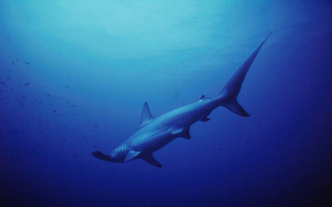WWF: Hai-Handel boomt