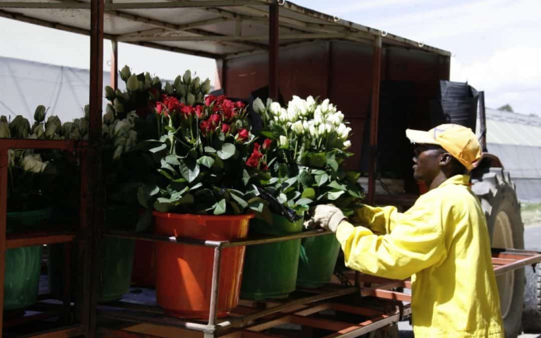 Zum Valentinstag: Schmutzige Liebesgrüße aus Kenia