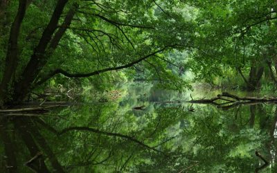 WWF und Hofer Reisen setzen ab Mai auf die umweltschonende Entdeckung von Naturschönheiten in Österreich und Osteuropa