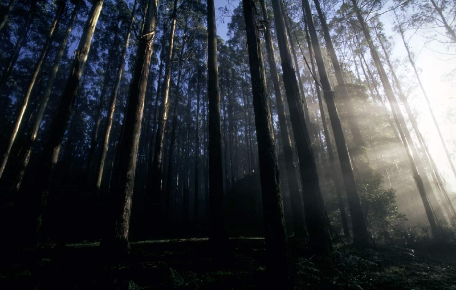 Eukayptus Wald, © by Martin Harvey/WWF-Canon