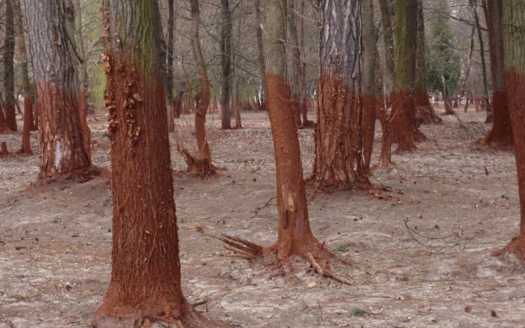 Alles rot: Sechs Monate nach der Giftschlammkatastrophe in Ungarn