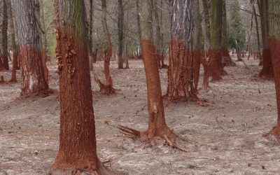 Alles rot: Sechs Monate nach der Giftschlammkatastrophe in Ungarn