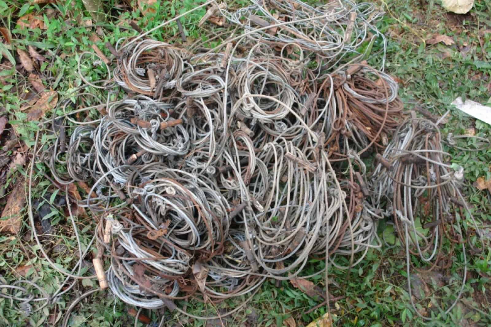 Schlingenfallen, © by Bidoup - Nui Ba Schlingenfallen, © by Bidoup - Nui Ba