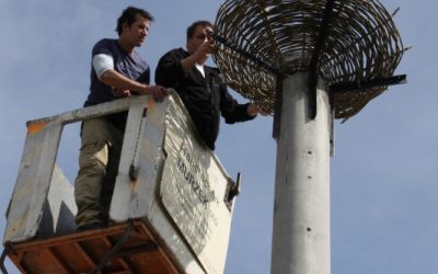 Dürnkrut holt sein Storchenpaar zurück