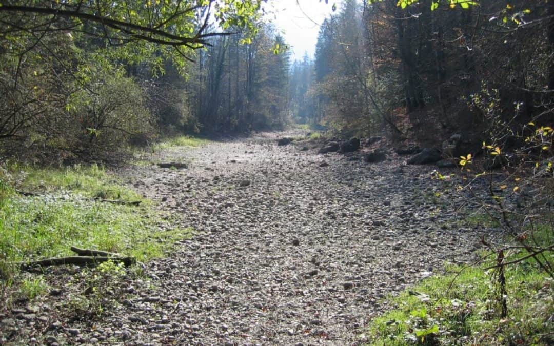 Wasser marsch in der Kaltenbachau: Seitenarm wird an die Traun angebunden
