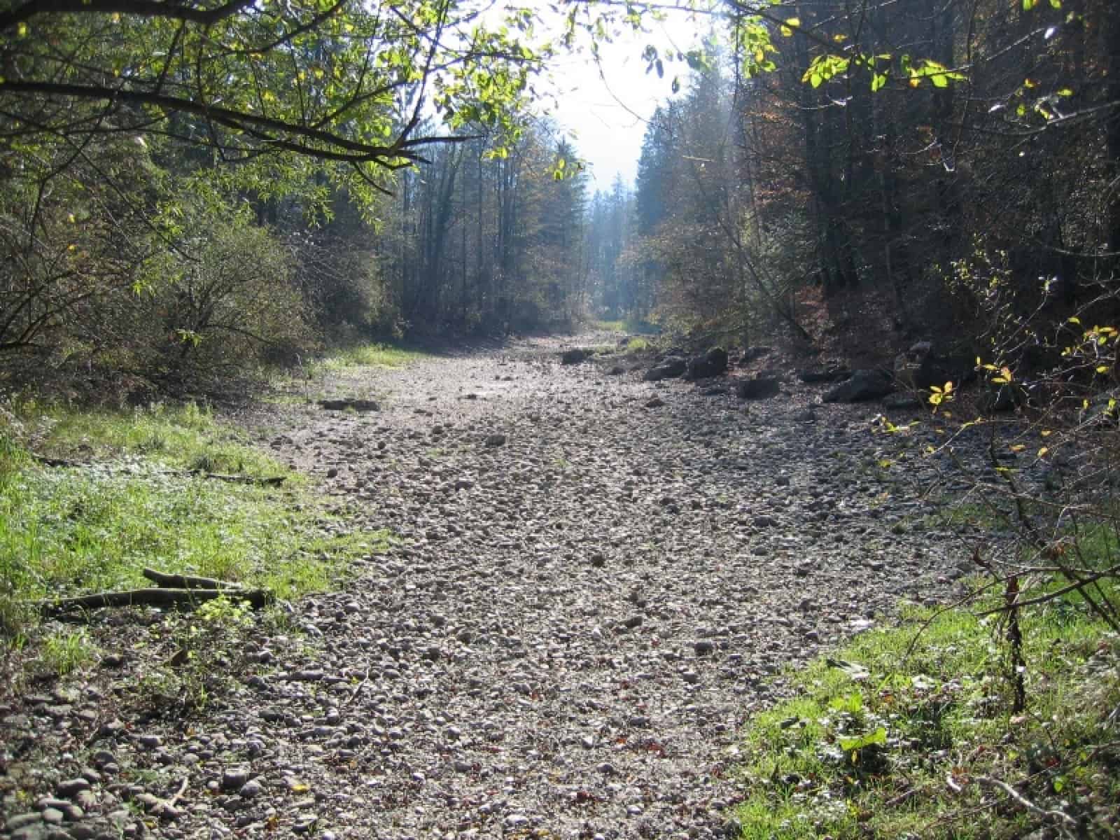 Trockener Nebenarm Engleithen in der Kaltenbachau (c) WWF