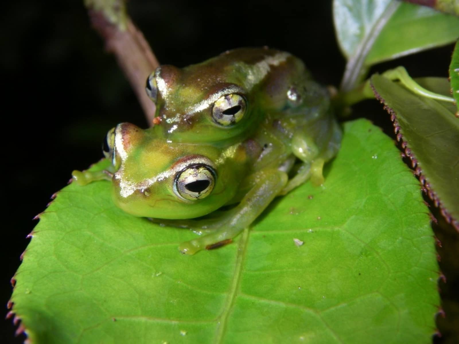 Frosch Boophis_lilianae, © by Axel_Strauss WWF