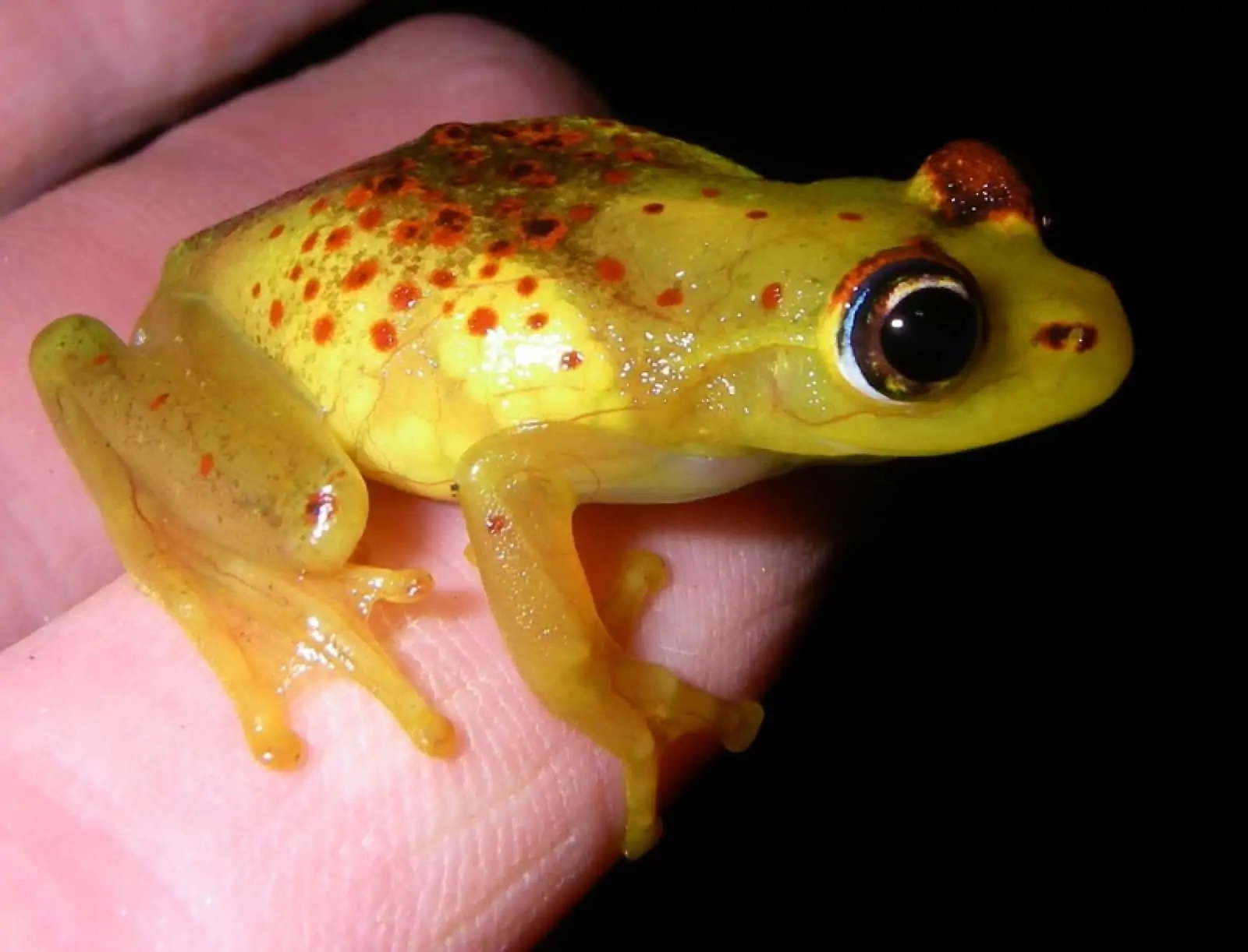 Frosch Boophis_bottae, © by Axel_Strauss WWF Frosch Boophis_bottae, © by Axel_Strauss WWF