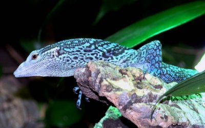 Neuguinea: Jede Woche zwei neue Arten