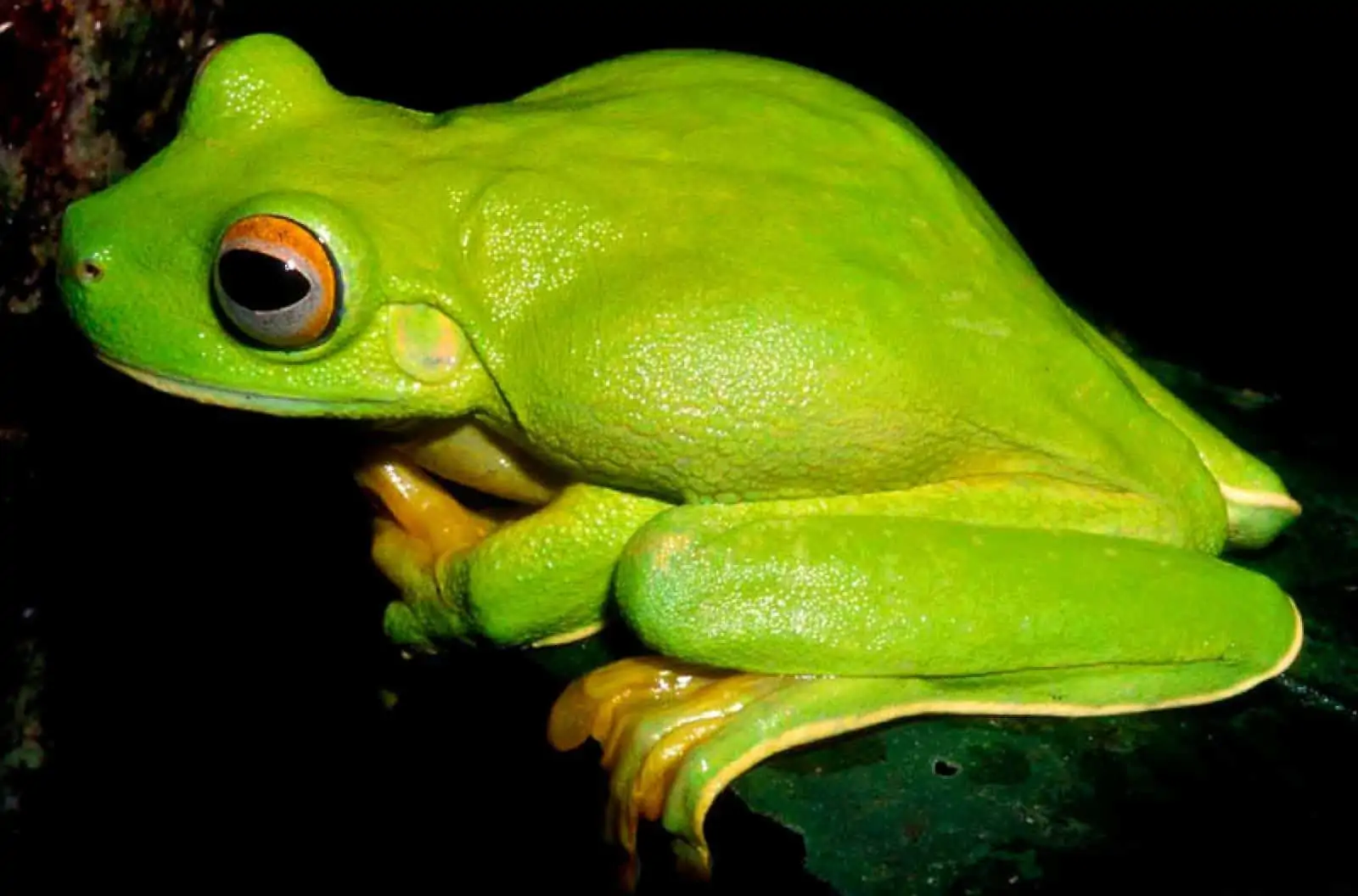 Neuguinea Frosch, © by Stephen Richards Neuguinea Frosch, © by Stephen Richards