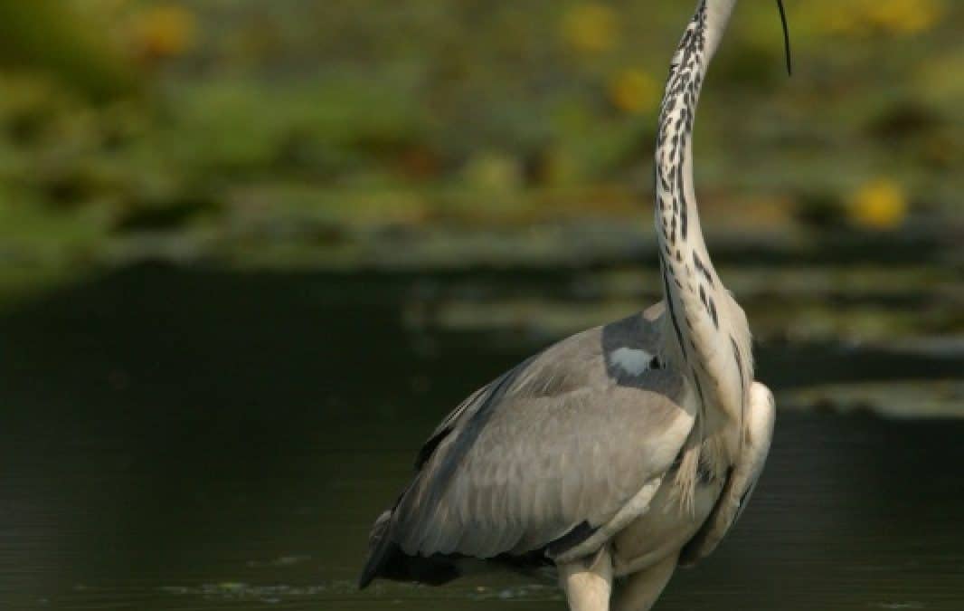 WWF-Expedition zeigt akuten Vogelschwund an der Donau