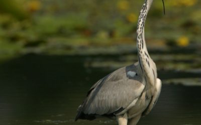 WWF-Expedition zeigt akuten Vogelschwund an der Donau