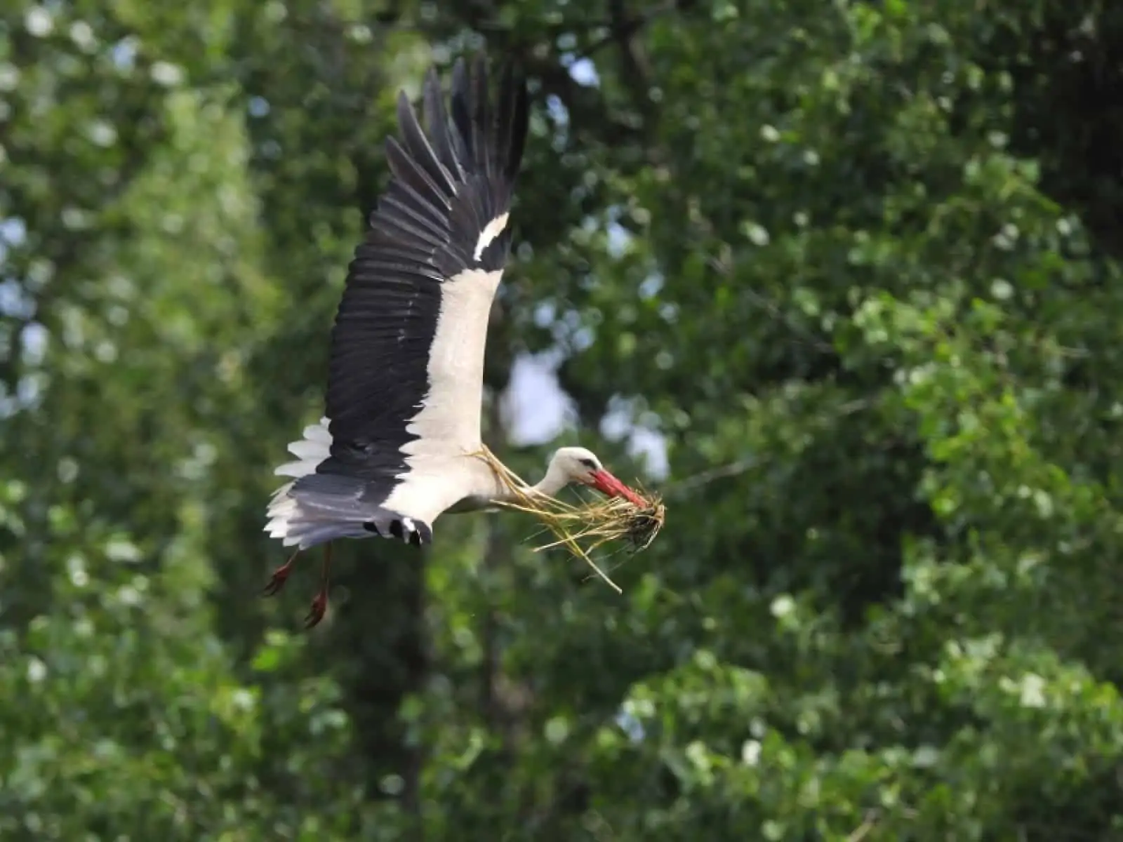 Storch mit gesammeltem Nestmaterial, © by Alfred Krappel Storch mit gesammeltem Nestmaterial, © by Alfred Krappel
