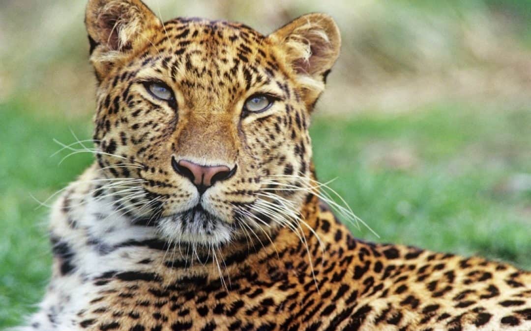 Sensation: WWF filmt letzte Amur-Leoparden Russlands