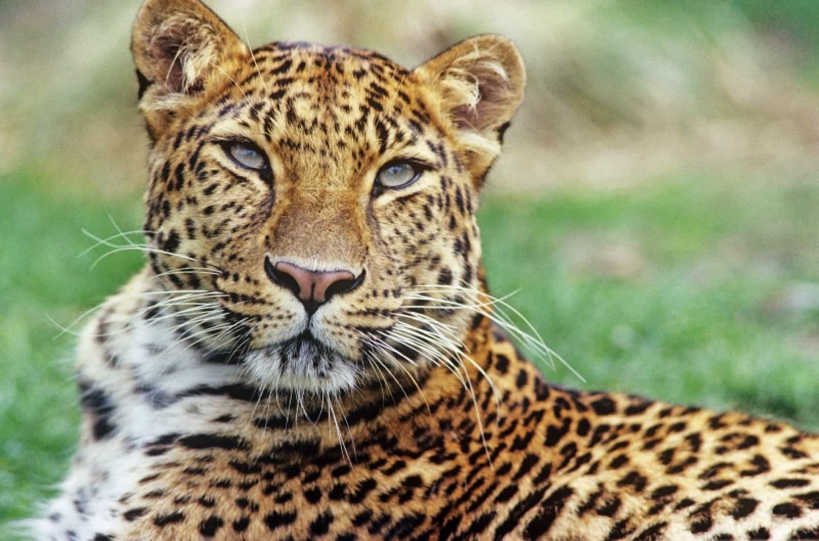 Amurleopard