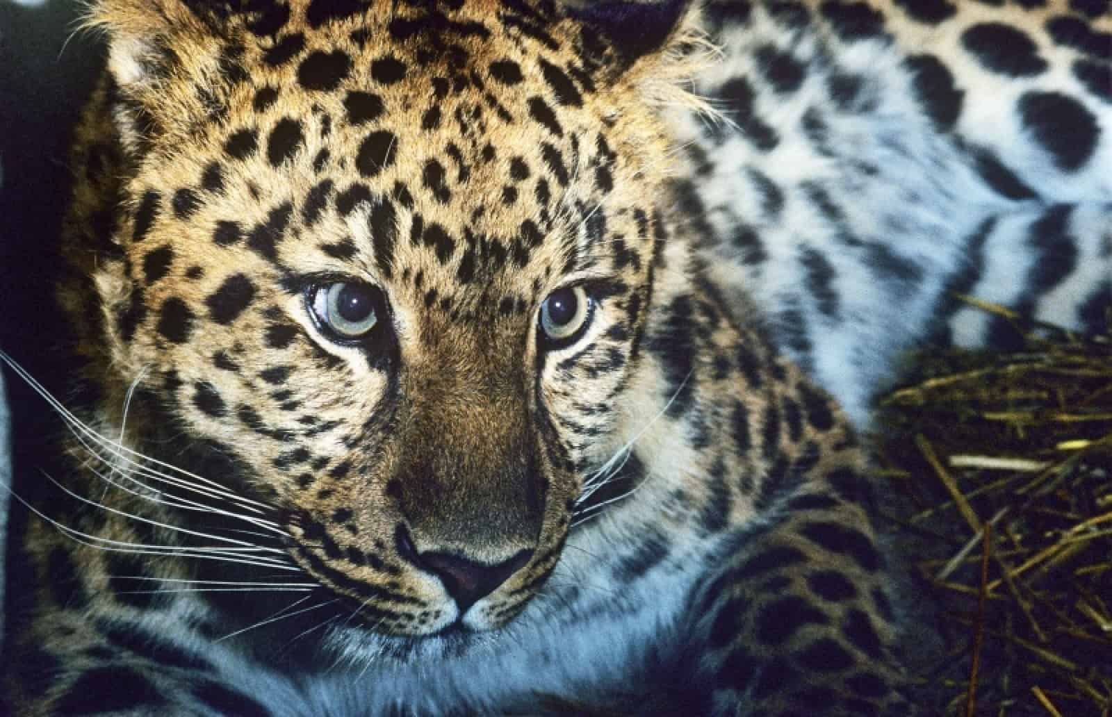 Amurleopard 2, © by David Lawson WWF UK Amurleopard 2, © by David Lawson WWF UK