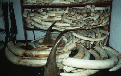 WWF: Kamerun verhaftet Zentralafrikas Wildererkönig Sangha