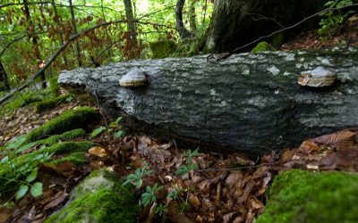 WWF: Europas letzte Urwälder in Gefahr