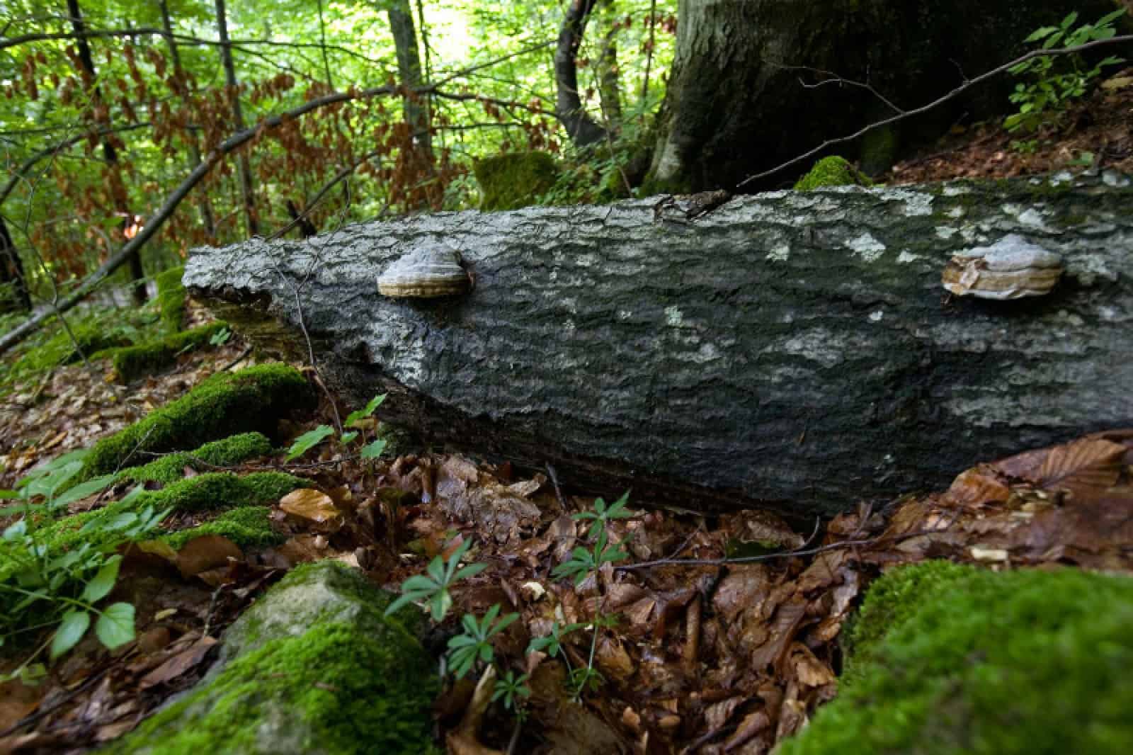 In einem rumänischen Nationalpark