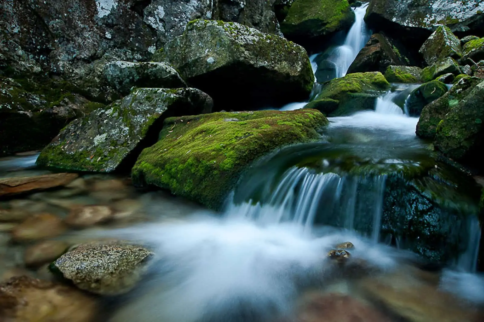 Im rumänischen Nationalpark Retezat , © by WWF