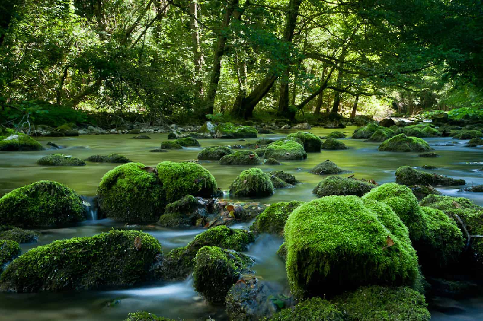 Im rumänischen Nationalpark Retezat, © by WWF Im rumänischen Nationalpark Retezat, © by WWF