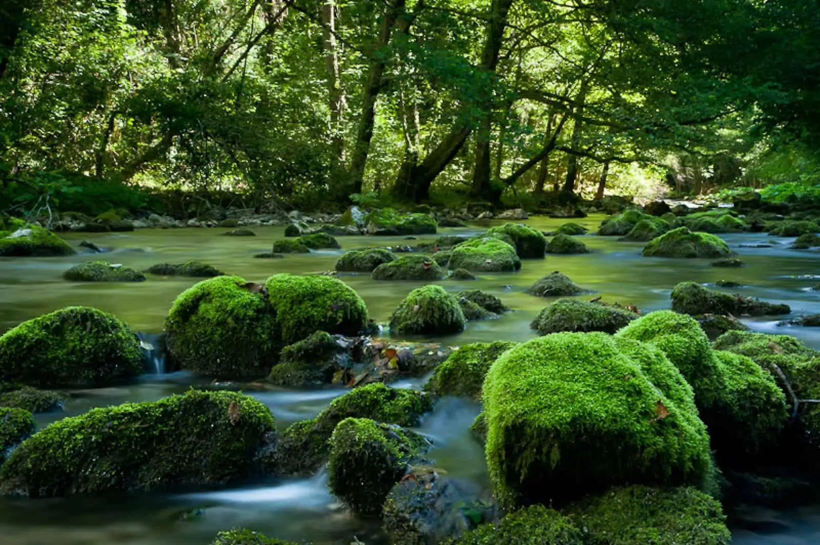 Im rumänischen Nationalpark Retezat, © by WWF