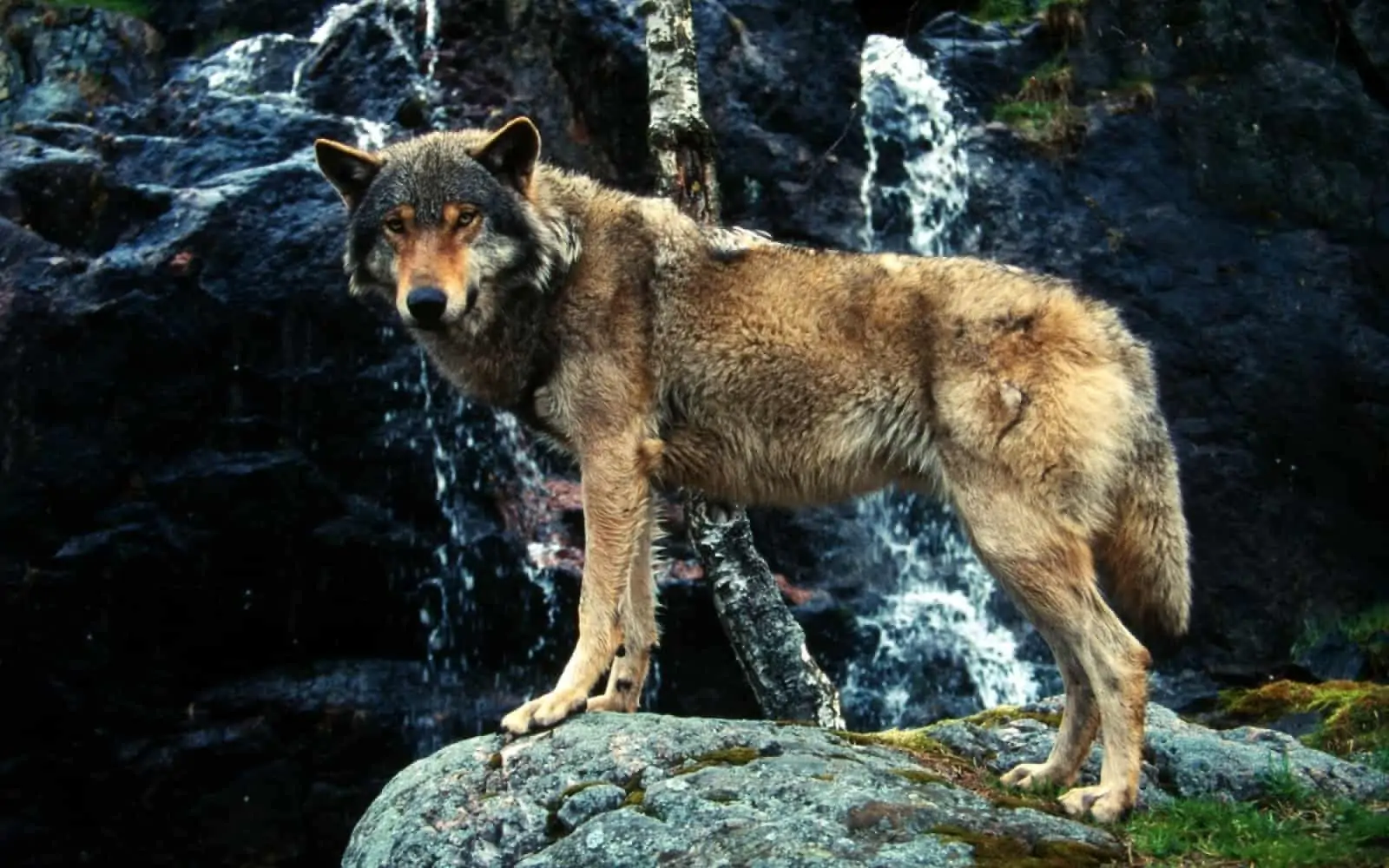 Eurasischer Wolf, © by Chris Martin BAHR/WWF-Canon Eurasischer Wolf, © by Chris Martin BAHR/WWF-Canon