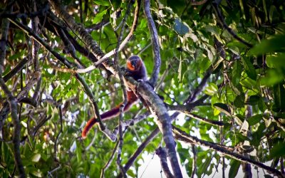 Sensation: Neue Affenart mit rotem Schwanz am Amazonas