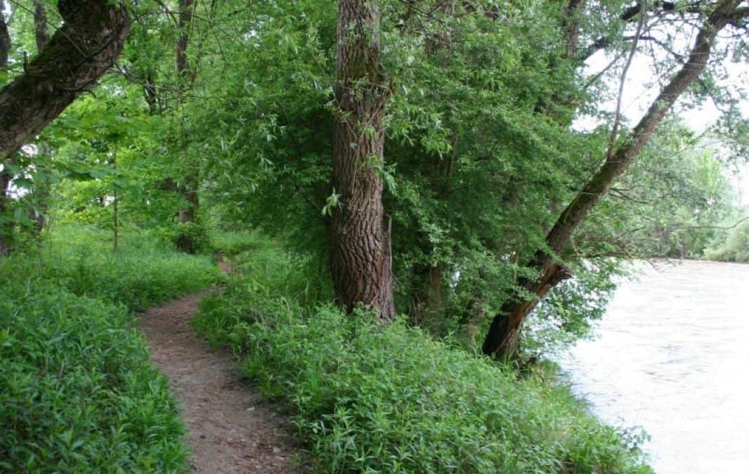 Kraftwerk Graz-Puntigam: WWF-Stellungnahme zu UVP