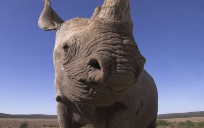 Welt-Rhinotag: Das Schicksal der afrikanischen Nashörner liegt in Asien