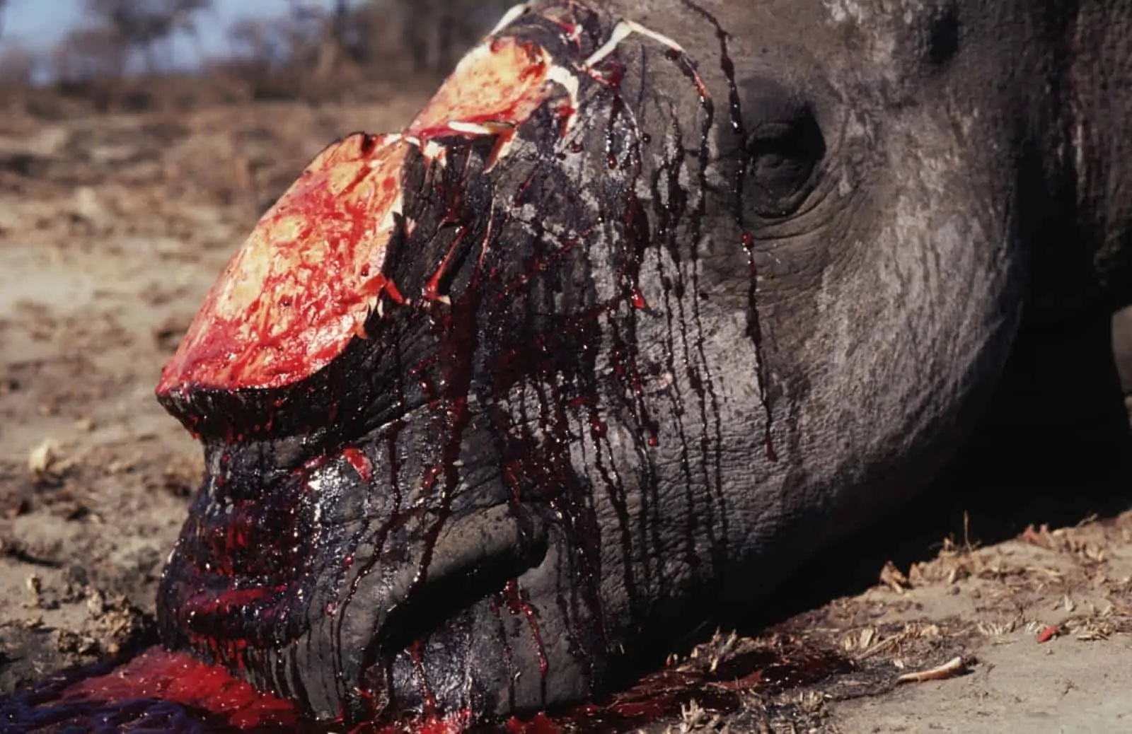 Weißes Rhino abgeschnittenes Horn(c)Martin Harvey WWF-Canon.jpg, © by Martin Harvey WWF-Canon Weißes Rhino abgeschnittenes Horn(c)Martin Harvey WWF-Canon.jpg, © by Martin Harvey WWF-Canon