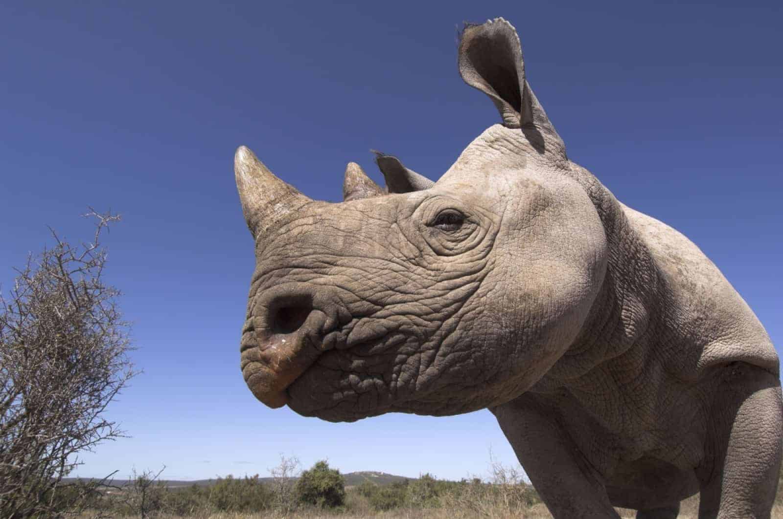 Schwarzes Wüsten Rhino, © by  Mark Carwadine WWF